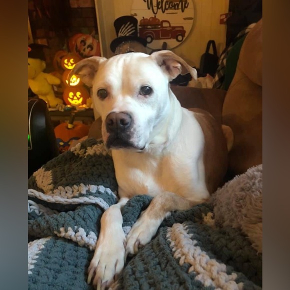 RIP our sweet Daytona - Picture 2 of 4